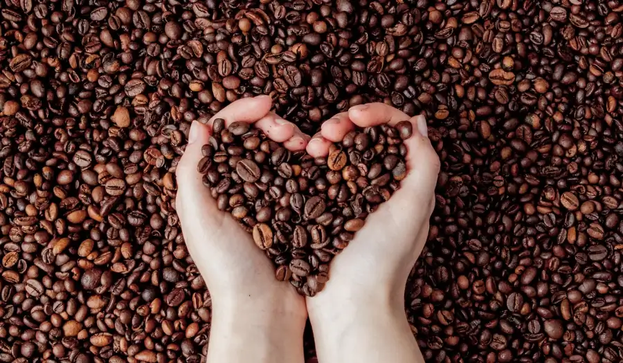 Due mani raccolgono dei grani di caffè disposti a cuore