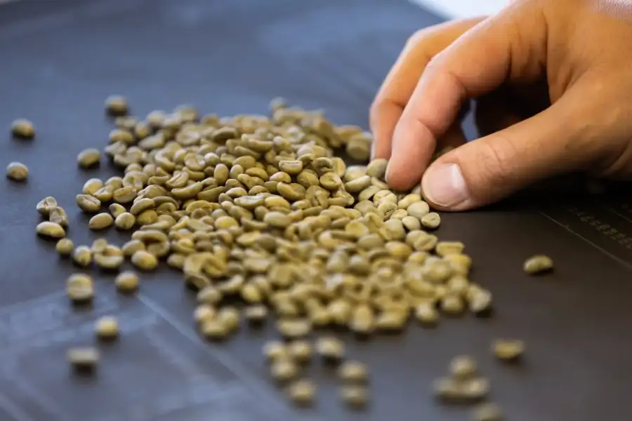 Operatore che valuta la qualità di un campione di chicchi di caffè